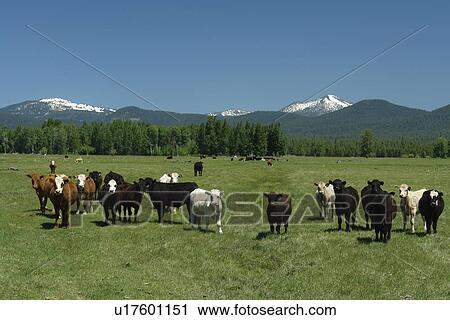 Stock Image -  Rogue River National Forest, OR, Oregon, Annie Creek Lookout, Volcanic Legacy Oregon Scenic Byway, Cascade Range, Rt. 62, cows grazing, beef cattle. Fotosearch