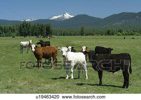 Stock Image -  Rogue River National Forest, OR, Oregon, Annie Creek Lookout, Volcanic Legacy Oregon Scenic Byway, Cascade Range, Rt. 62, cows grazing, beef cattle. Fotosearch