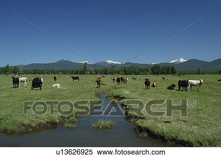 Rogue River National Forest, OR, Oregon, Annie Creek Lookout, Volcanic Legacy Oregon Scenic Byway, Cascade Range, Rt. 62, cows grazing, beef cattle View Large Photo Image Stock Photography - Rogue River National Forest, OR, Oregon, Annie Creek Lookout, Volcanic Legacy Oregon Scenic Byway, Cascade Range, Rt. 62, cows grazing, beef cattle. Fotosearch