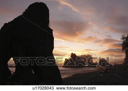 Ruby Beach, WA, Washington, Pacific Ocean, Olympic Peninsula, Olympic National Park, sunset, seastacks, sea arches View Large Photo Image Stock Image - Ruby Beach, WA, Washington, Pacific Ocean, Olympic Peninsula, Olympic National Park, sunset, seastacks, sea arches. Fotosearch