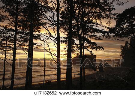 Ruby Beach, WA, Washington, Pacific Ocean, Olympic Peninsula, Olympic National Park, sunset View Large Photo Image Stock Image - Ruby Beach, WA, Washington, Pacific Ocean, Olympic Peninsula, Olympic National Park, sunset. Fotosearch