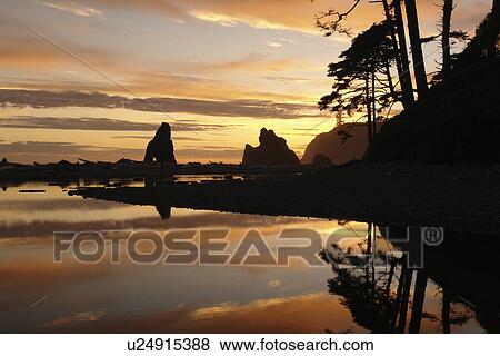 Stock Photo -  Ruby Beach, WA, Washington, Pacific Ocean, Olympic Peninsula, Olympic National Park, sunset. Fotosearch