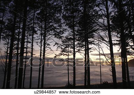 Ruby Beach, WA, Washington, Pacific Ocean, Olympic Peninsula, Olympic National Park, sunset View Large Photo Image Stock Photo - Ruby Beach, WA, Washington, Pacific Ocean, Olympic Peninsula, Olympic National Park, sunset. Fotosearch