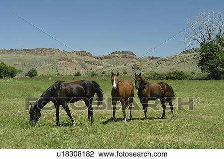 Stock Image -  Sheaville, OR, Oregon, three horses grazing in a field. Fotosearch