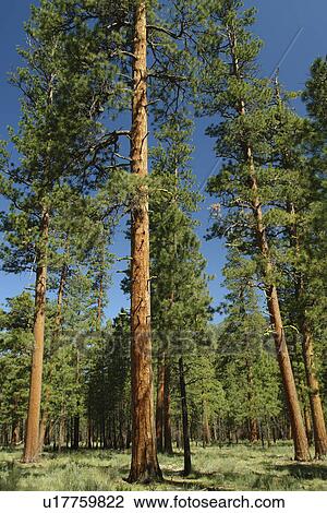 Sister, OR, Oregon, Deschutes National Forest, Ponderosa Pine Trees View Large Photo Image Stock Image - Sister, OR, Oregon, Deschutes National Forest, Ponderosa Pine Trees. Fotosearch