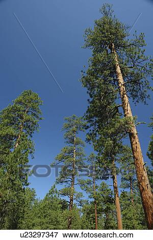 Stock Photo -  Sister, OR, Oregon, Deschutes National Forest, Ponderosa Pine Trees. Fotosearch