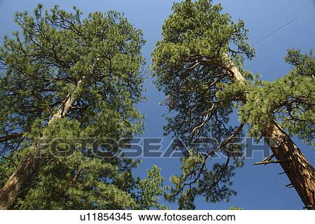 Sister, OR, Oregon, Deschutes National Forest, Ponderosa Pine Trees View Large Photo Image Stock Photography - Sister, OR, Oregon, Deschutes National Forest, Ponderosa Pine Trees. Fotosearch