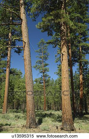 Sister, OR, Oregon, Deschutes National Forest, Ponderosa Pine Trees View Large Photo Image Stock Photography - Sister, OR, Oregon, Deschutes National Forest, Ponderosa Pine Trees. Fotosearch