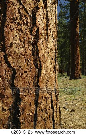Stock Photography -  Sister, OR, Oregon, Deschutes National Forest, Ponderosa Pine Trees, trunk, bark. Fotosearch