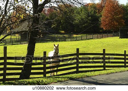 Stock Image -  Staunton, VA, Virginia, Shenandoah Valley, Frontier Culture Museum, autumn, horse, pasture. Fotosearch