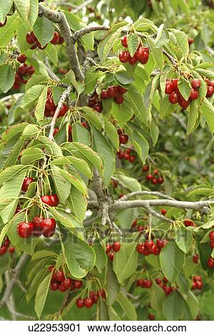 Stock Image -  Summerland and Okanagan Valley, British Columbia, Canada, cherries, plant, fruit. Fotosearch