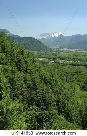 WA, Washington, Mount St. Helens National Volcanic Monument, Toutle River and Valley View Large Photo Image Stock Image - WA, Washington, Mount St. Helens National Volcanic Monument, Toutle River and Valley. Fotosearch