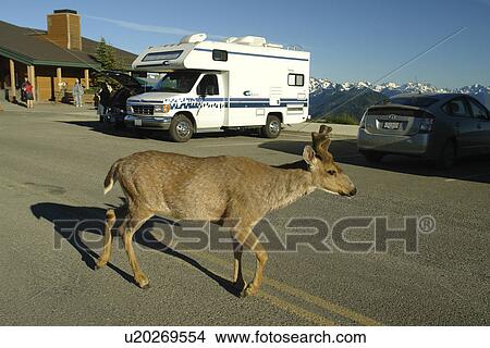 Picture -  WA, Washington, Olympic Peninsula, Olympic National Park, Hurricane Ridge, young buck mule deer searching for food in parking lot. Fotosearch