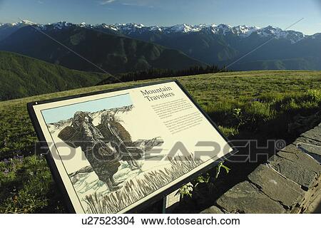 WA, Washington, Olympic Peninsula, Olympic National Park, Hurricane Ridge, overlook, interpretive sign View Large Photo Image Picture - WA, Washington, Olympic Peninsula, Olympic National Park, Hurricane Ridge, overlook, interpretive sign. Fotosearch