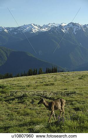 WA, Washington, Olympic Peninsula, Olympic National Park, Hurricane Ridge, mule deer View Large Photo Image Stock Image - WA, Washington, Olympic Peninsula, Olympic National Park, Hurricane Ridge, mule deer. Fotosearch