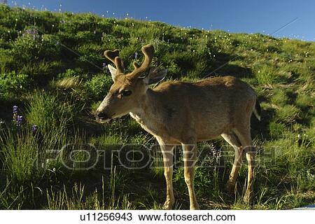 Stock Image -  WA, Washington, Olympic Peninsula, Olympic National Park, Hurricane Ridge, young buck mule deer. Fotosearch