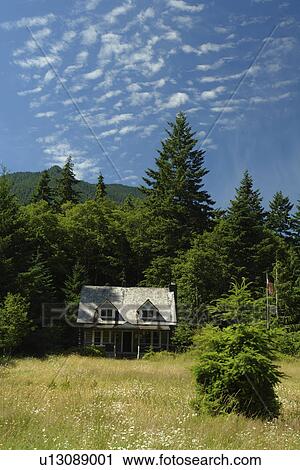 Stock Image -  WA, Washington, Olympic Peninsula, Olympic National Park, Fairholm. Fotosearch