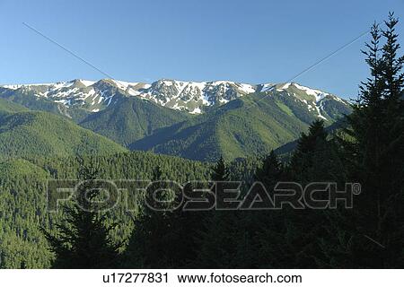 WA, Washington, Olympic Peninsula, Olympic National Park, Hurricane Ridge Road View Large Photo Image Stock Image - WA, Washington, Olympic Peninsula, Olympic National Park, Hurricane Ridge Road. Fotosearch