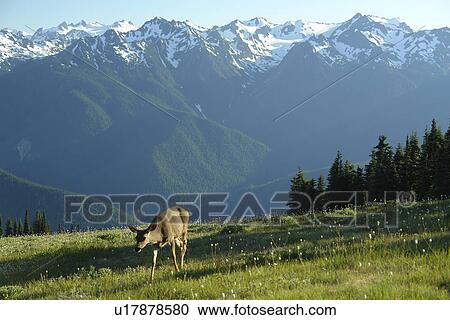 WA, Washington, Olympic Peninsula, Olympic National Park, Hurricane Ridge, mule deer View Large Photo Image Stock Image - WA, Washington, Olympic Peninsula, Olympic National Park, Hurricane Ridge, mule deer. Fotosearch