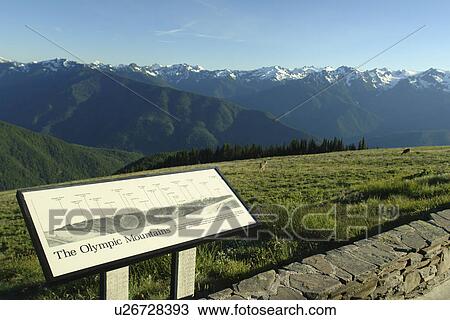WA, Washington, Olympic Peninsula, Olympic National Park, Hurricane Ridge, overlook, interpretive sign View Large Photo Image Stock Image - WA, Washington, Olympic Peninsula, Olympic National Park, Hurricane Ridge, overlook, interpretive sign. Fotosearch