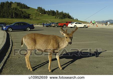 Stock Photo -  WA, Washington, Olympic Peninsula, Olympic National Park, Hurricane Ridge, young buck mule deer searching for food in parking lot. Fotosearch