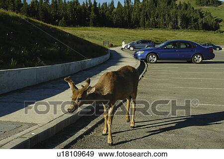 Stock Photo -  WA, Washington, Olympic Peninsula, Olympic National Park, Hurricane Ridge, young buck mule deer searching for food in parking lot. Fotosearch