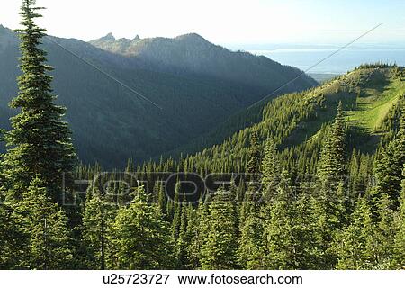 WA, Washington, Olympic Peninsula, Olympic National Park, Hurricane Ridge View Large Photo Image Stock Photo - WA, Washington, Olympic Peninsula, Olympic National Park, Hurricane Ridge. Fotosearch