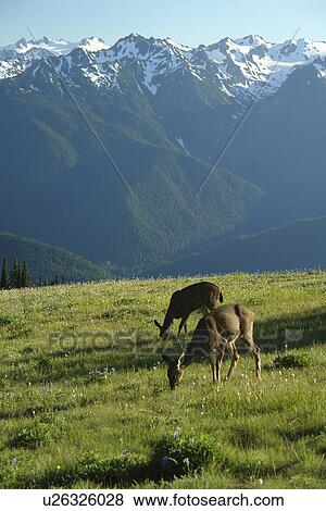 WA, Washington, Olympic Peninsula, Olympic National Park, Hurricane Ridge, mule deer grazing View Large Photo Image Stock Photo - WA, Washington, Olympic Peninsula, Olympic National Park, Hurricane Ridge, mule deer grazing. Fotosearch