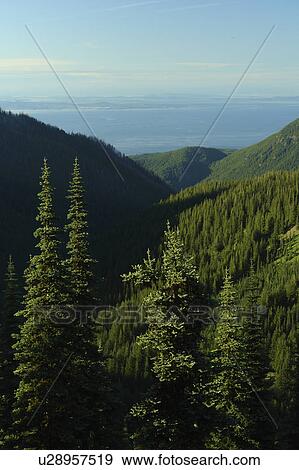 WA, Washington, Olympic Peninsula, Olympic National Park, Hurricane Ridge View Large Photo Image Stock Photo - WA, Washington, Olympic Peninsula, Olympic National Park, Hurricane Ridge. Fotosearch