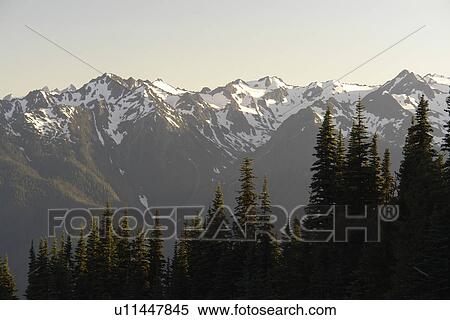 Stock Photography -  WA, Washington, Olympic Peninsula, Olympic National Park, Hurricane Ridge. Fotosearch