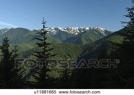 WA, Washington, Olympic Peninsula, Olympic National Park, Hurricane Ridge Road View Large Photo Image Stock Photography - WA, Washington, Olympic Peninsula, Olympic National Park, Hurricane Ridge Road. Fotosearch