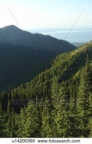 WA, Washington, Olympic Peninsula, Olympic National Park, Hurricane Ridge View Large Photo Image Stock Photography - WA, Washington, Olympic Peninsula, Olympic National Park, Hurricane Ridge. Fotosearch