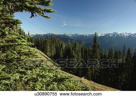 WA, Washington, Olympic Peninsula, Olympic National Park, Hurricane Ridge View Large Photo Image Stock Photography - WA, Washington, Olympic Peninsula, Olympic National Park, Hurricane Ridge. Fotosearch
