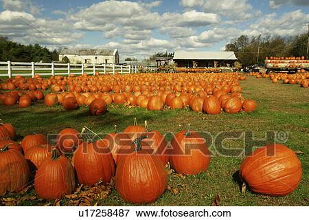 Woodside, PA, Pennsylvania, Bucks County, Pumpkins, farm, for sale View Large Photo Image Stock Photo - Woodside, PA, Pennsylvania, Bucks County, Pumpkins, farm, for sale. Fotosearch