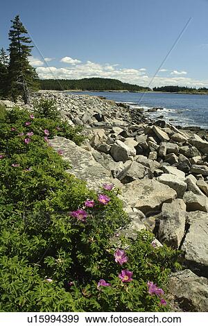 Stock Photo -  Acadia National Park, ME, Maine, Schoodic Peninsula. Fotosearch