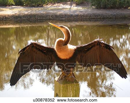 Stock Image -  Anhinga Bird drying wings, Hilton Head Island, Low Country, South Carolina, SC. Fotosearch