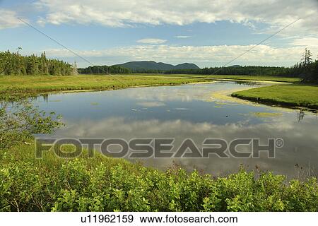 Bass Harbor, ME, Maine, Mt Desert Island, Acadia National Park, marsh View Large Photo Image Stock Photo - Bass Harbor, ME, Maine, Mt Desert Island, Acadia National Park, marsh. Fotosearch