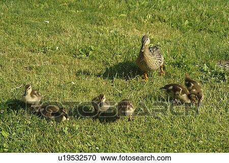 Stock Image -  Bedford, PA, Pennsylvania, Mother Duck and Baby Ducklings. Fotosearch