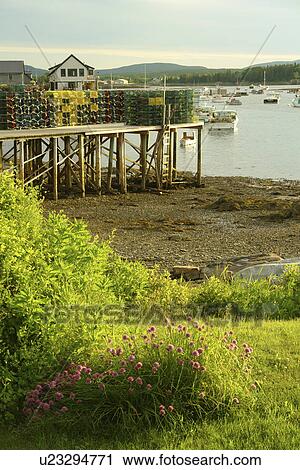 Bernard/Bass Harbor, ME, Maine, fishing harbor, low tide, lobster traps View Large Photo Image Stock Image - Bernard/Bass Harbor, ME, Maine, fishing harbor, low tide, lobster traps. Fotosearch