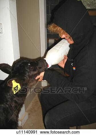 Black Angus Cow, Calf, bottle fed, Galax, Virginia, VA, Blue Ridge Parkway View Large Photo Image Stock Image - Black Angus Cow, Calf, bottle fed, Galax, Virginia, VA, Blue Ridge Parkway. Fotosearch
