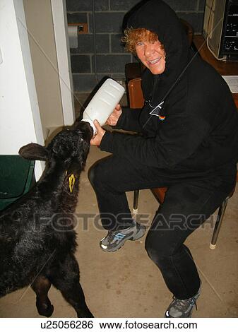 Stock Photograph -  Black Angus Cow, Calf, bottle fed, Galax, Virginia, VA, Blue Ridge Parkway. Fotosearch