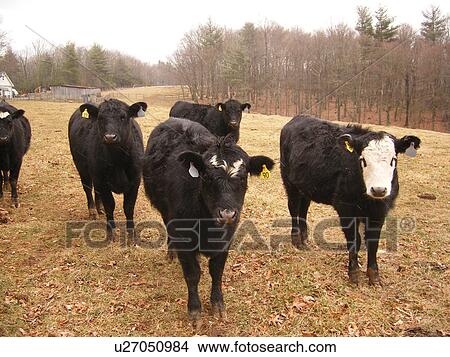 Black Angus Cows, Galax, Virginia, VA, Blue Ridge Parkway View Large Photo Image Picture - Black Angus Cows, Galax, Virginia, VA, Blue Ridge Parkway. Fotosearch