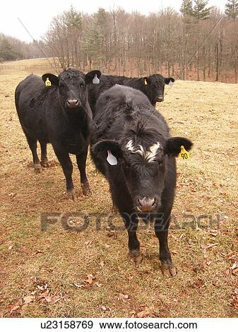Stock Photo -  Black Angus Cows, Galax, Virginia, VA, Blue Ridge Parkway. Fotosearch