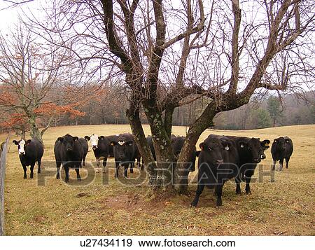 Black Angus Cows, Galax, Virginia, VA, Blue Ridge Parkway View Large Photo Image Stock Photo - Black Angus Cows, Galax, Virginia, VA, Blue Ridge Parkway. Fotosearch