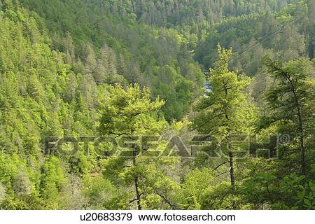 Stock Photo -  Blue Ridge Parkway, Boone, NC, North Carolina, Blue Ridge Mountains, Appalachian Mts Linnville Falls. Fotosearch