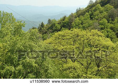 Blue Ridge Parkway, NC, North Carolina, Blue Ridge Mountains, Appalachian Mts. View Large Photo Image Stock Image - Blue Ridge Parkway, NC, North Carolina, Blue Ridge Mountains, Appalachian Mts.. Fotosearch