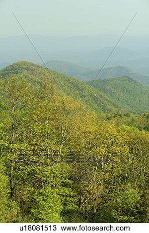 Blue Ridge Parkway, NC, North Carolina, Blue Ridge Mountains, Appalachian Mts Mount Mitchell View Large Photo Image Stock Image - Blue Ridge Parkway, NC, North Carolina, Blue Ridge Mountains, Appalachian Mts Mount Mitchell. Fotosearch
