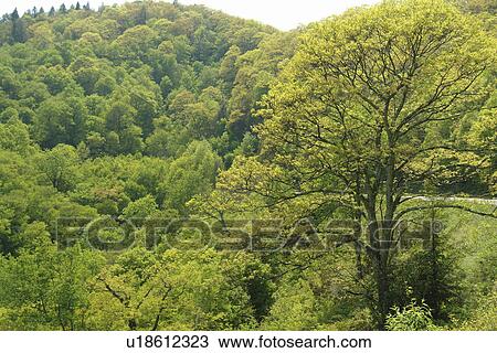 Blue Ridge Parkway, NC, North Carolina, Blue Ridge Mountains, Appalachian Mts. View Large Photo Image Stock Image - Blue Ridge Parkway, NC, North Carolina, Blue Ridge Mountains, Appalachian Mts.. Fotosearch