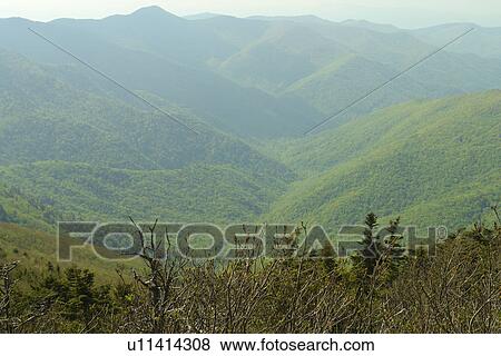Blue Ridge Parkway, NC, North Carolina, Blue Ridge Mountains, Appalachian Mts Mount Mitchell View Large Photo Image Stock Photo - Blue Ridge Parkway, NC, North Carolina, Blue Ridge Mountains, Appalachian Mts Mount Mitchell. Fotosearch