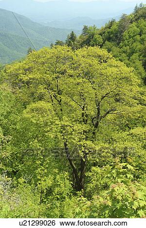 Stock Photograph -  Blue Ridge Parkway, NC, North Carolina, Blue Ridge Mountains, Appalachian Mts.. Fotosearch